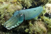 Whyalla Cuttlefish Spawning July 2009