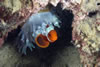Papua New Guinea