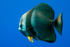 Papua New Guinea